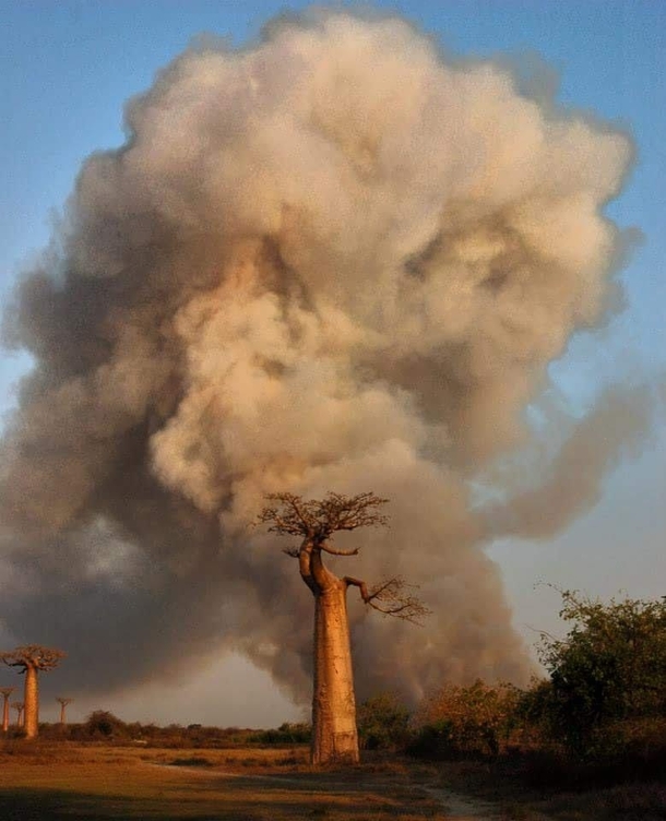Madagascar Baobabs are truly breath taking 