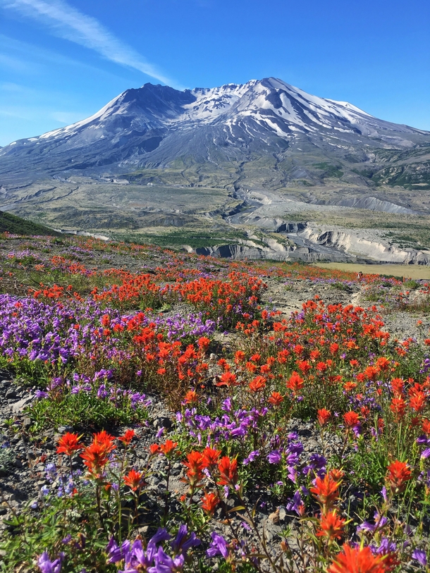 Made my way to Mt St Helens with the wild flowers in full bloom 