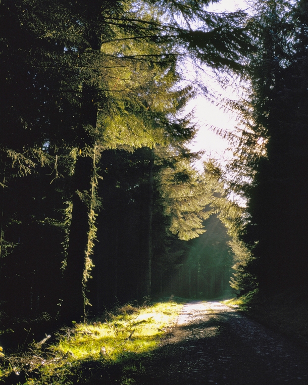 Magic in a German forest 
