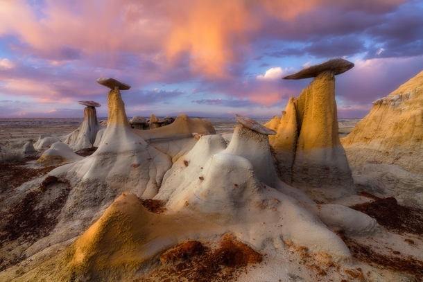Magic Mushrooms photographed by Paul Rojas in New Mexico USA 