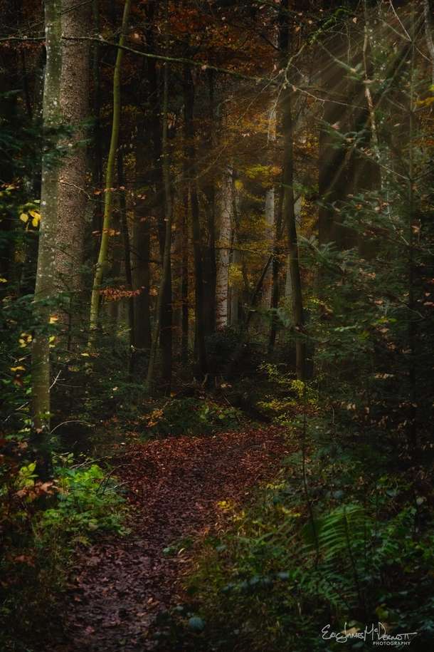 Magical forest path in morning light --- Schnbuch Germany --- 