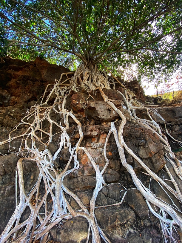 Magical tree in Oahu Hawaii 