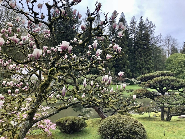 Magnolia in bloom Seattle WA