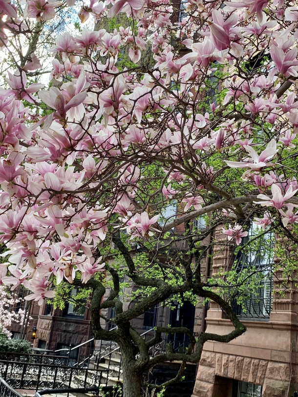 Magnolias in bloom Boston MA