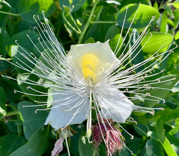 Maiapilo is the best smelling flower - Capparis sandwichiana Endemic to Hawaii 