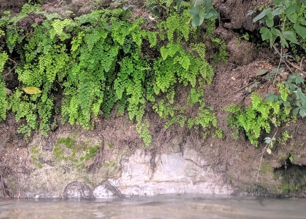 Maidenhair Ferns thriving along the Comal River in Texas