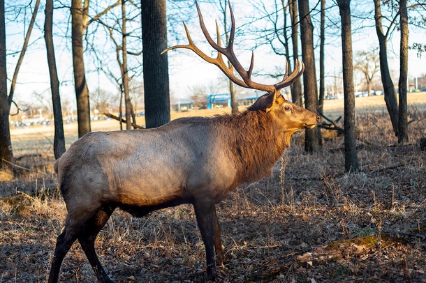 Majestic beast in all the glory - the Elk Reserve Arlington heights  x 