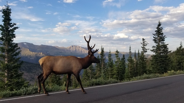 Majestic Rocky Mountain Elk- Rocky Mountain National Park Colorado 