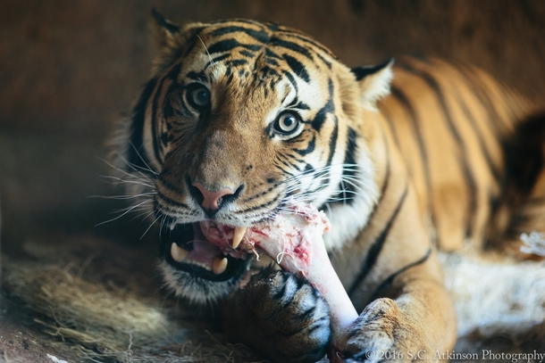 Malayan Tiger Panthera tigris jacksoni 