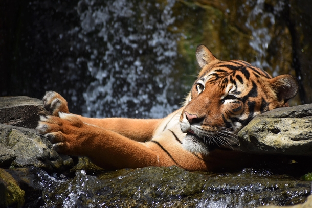 Malayan Tiger Panthera tigris tigris 