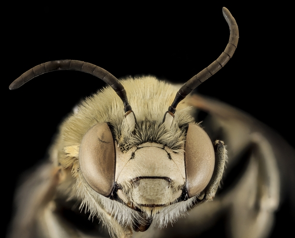 Male Anthophora Montana bee by Amber Reese  x-post rHI_Res