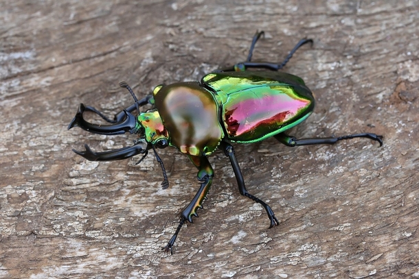 Male rainbow stag beetle Phalacrognathus Muelleri 