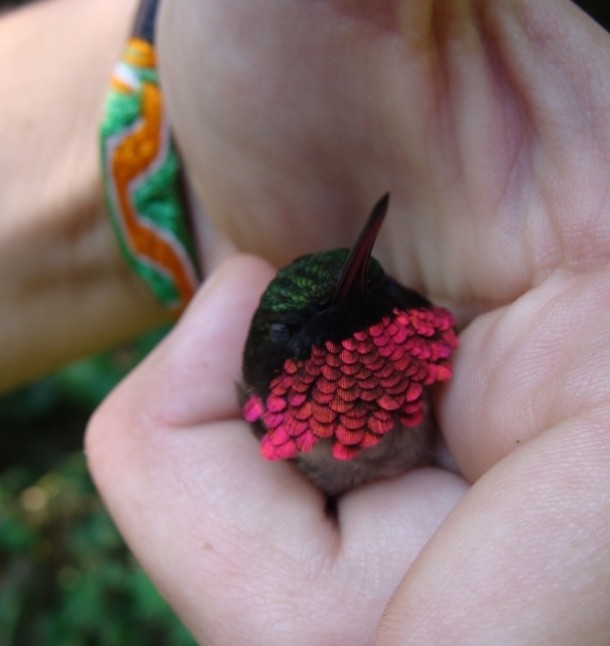 Male ruby-throated hummingbird  Archilochus colubris unfortunately stressed  