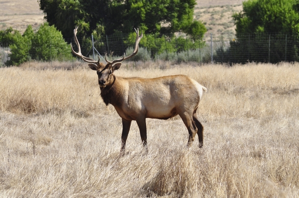 Male Tule Elk Cervus canadensis nannodes  Tule Elk State Natural Reserve 