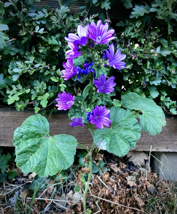 Malva sylvestris is leaping out at me wherever I go This was outside Arsenals training ground - hope the players appreciate it 