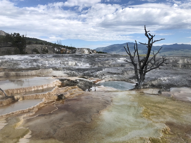Mammoth Hot Springs Yellowstone National Park What a geological wonder 