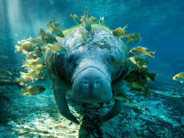 Manatee with fish Trichechus
x