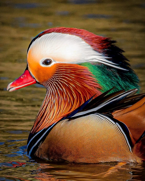 Mandarin Duck  UK 