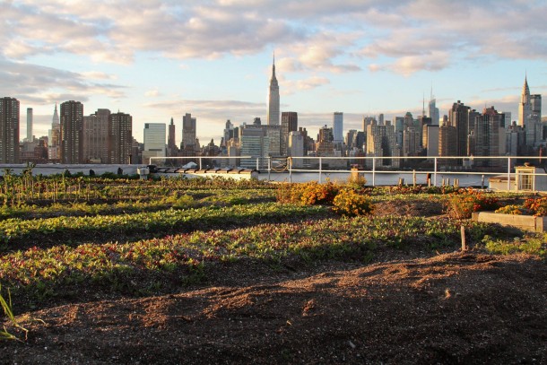Manhattan from a Brooklyn flowerbed 