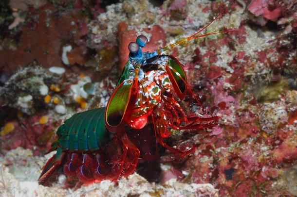 Mantis Shrimp By David Kramer 