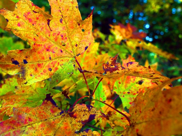 Maple Leaves OC
