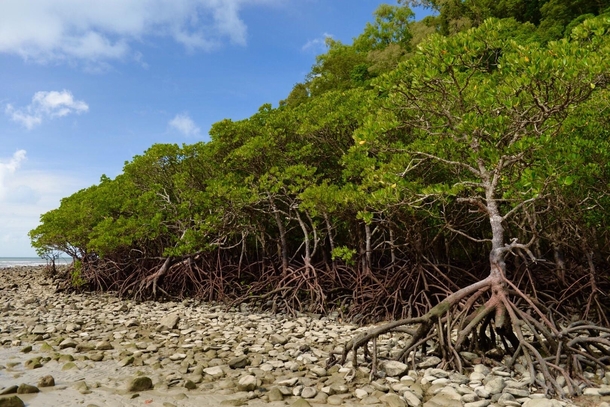 March of the mangrove Ents Cape Tribulation Far North Queensland x