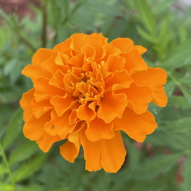 Marigold from my garden today