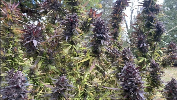mature cannabis just prior to harvest