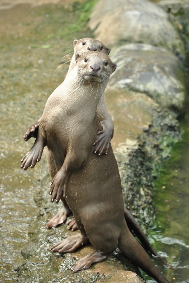 Me and my gal - smooth coated otters Lutrogale perspicillata - 