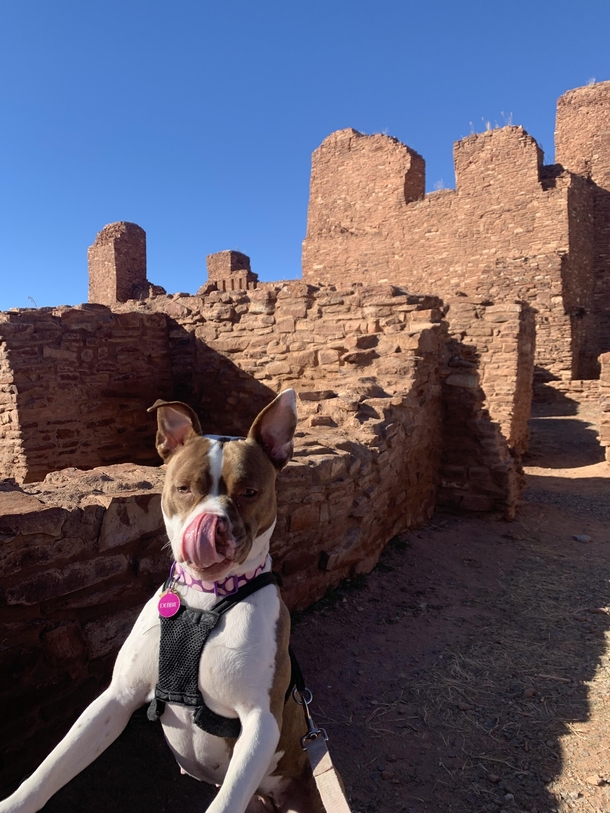Me and my pup Debbie checking out some native ruins in New Mexico