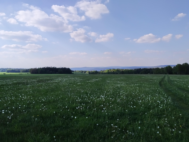 Meadow in Brdy Czech Republic 