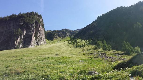 Meadow in the Swiss Alps 