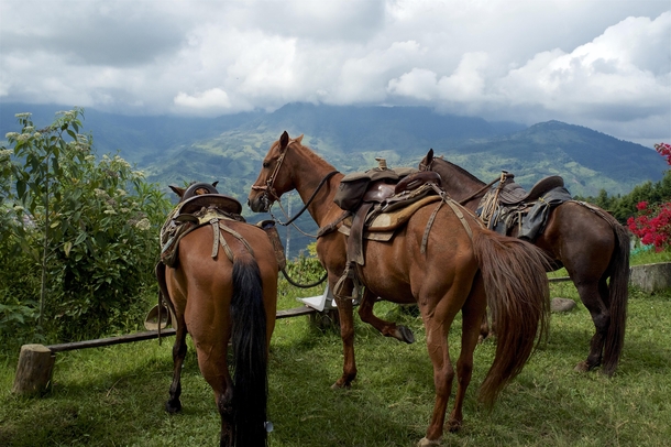 Medellin Colombia Horses 