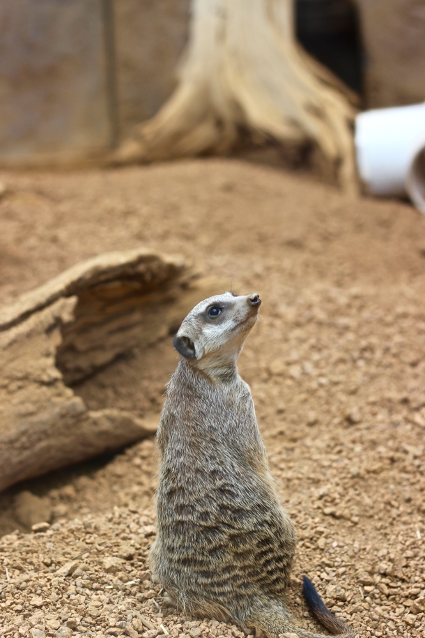 Meerkat Suricata suricatta  OC