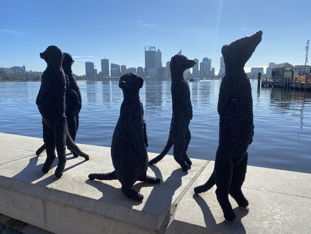 Meerkats on guard at the foreshore of the Swan River Perth  Western Australia