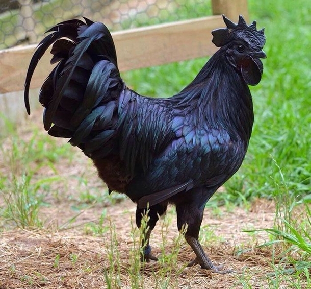 Meet Ayam Cemani the Goth chicken from Indonesia
