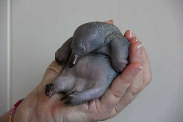 Meet Beau an orphaned -day-old echidna puggle who has been saved by Sydneys Taronga Zoo 