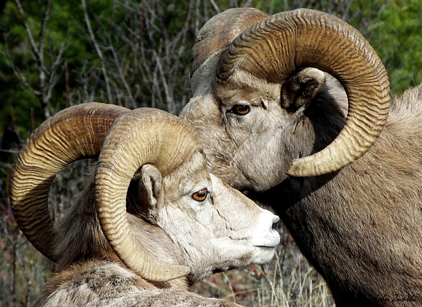 Meeting of the Minds Rocky Mountain Big Horn Sheep - Ovis canadensis 