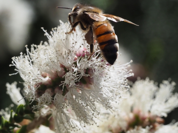 Melaleuca huegelii amp Honeybee up close Gracetown Western Australia
