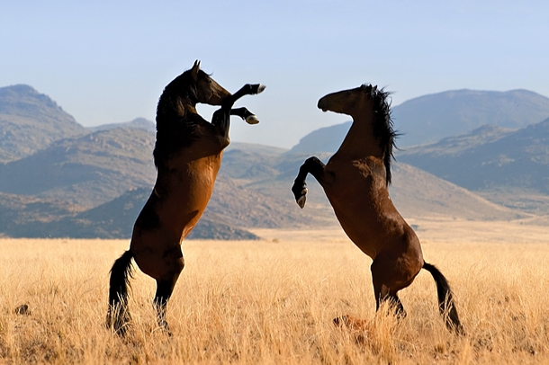 Mesmerizing Wild Horses Equus Ferus by jbarnes x