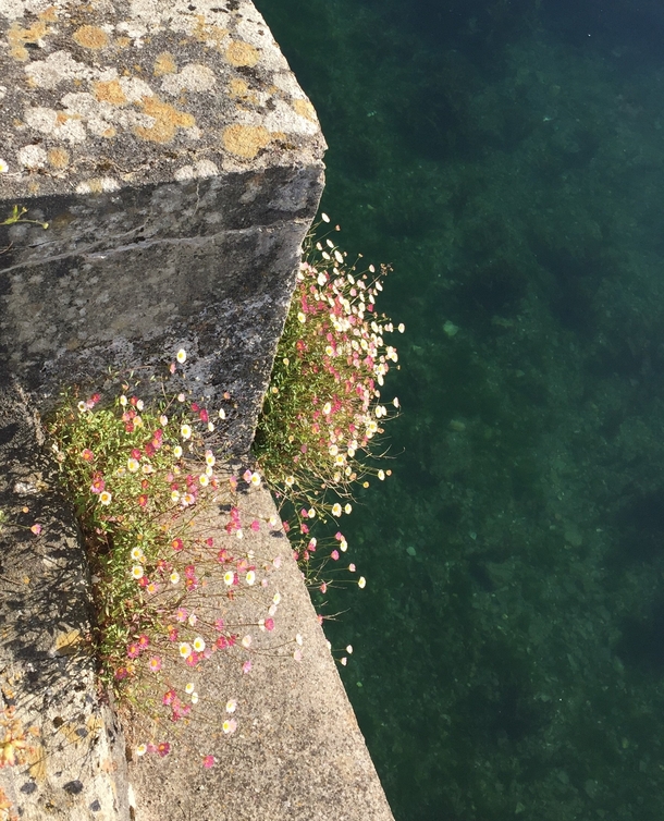 Mexican Fleabane Looe Harbour Wall Cornwall England against clear blue waters