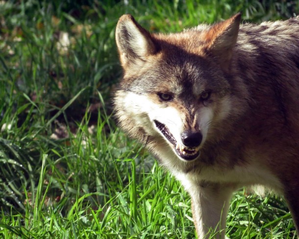 Mexican Wolf Canis lupus baileyi 