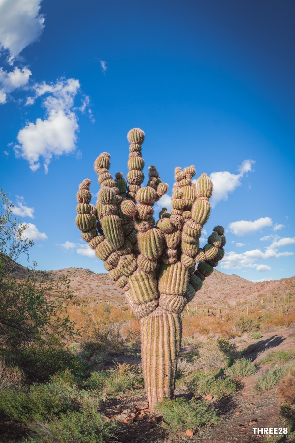 Michelin Man Saguaro Cactus in Arizona One of a kind 