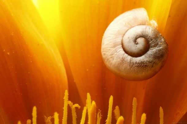 Micro snail shell over flower petal 
