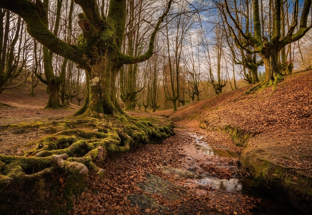 Middle Earth forest in northern Spain 