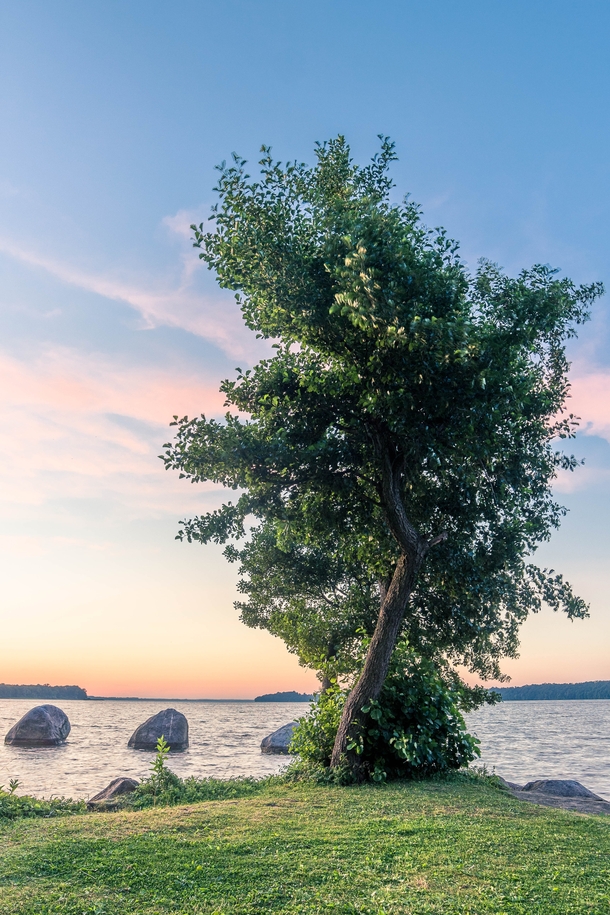 Mighty tree by the lake Germany 