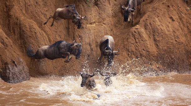 Migrating Wildebeests run into a river in Tanzania 