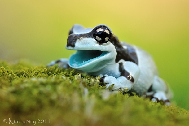 milk-frog--23213.jpg