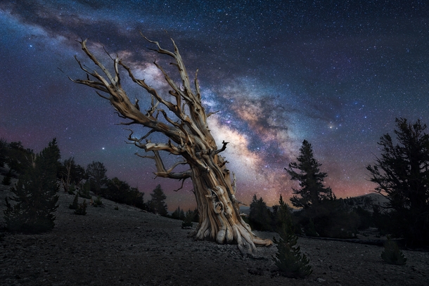 Milky Way above one of the oldest trees in the world - some of these bristlecone pines are over  years old Located in White Mountains of California 