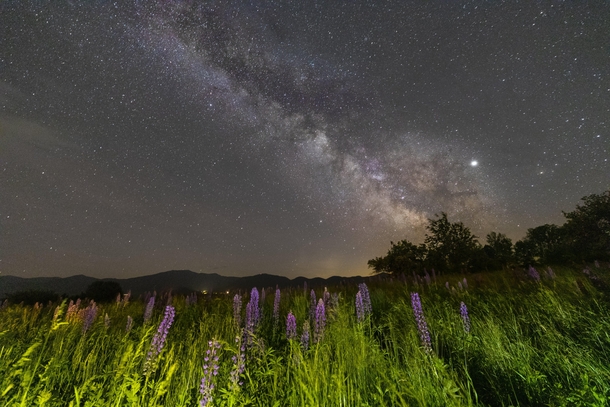Milky Way Over a Field of Lupines 